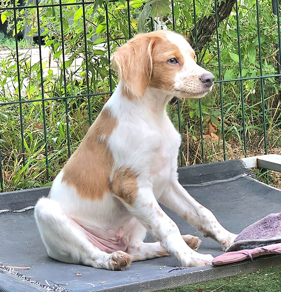 chiot Epagneul Breton de l'Orchidée d'émeraude