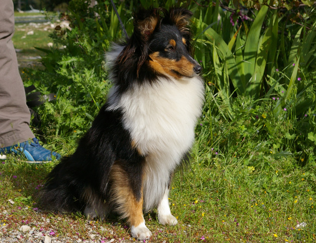 Divine Isis d'or noir de l'Orchidée d'émeraude
