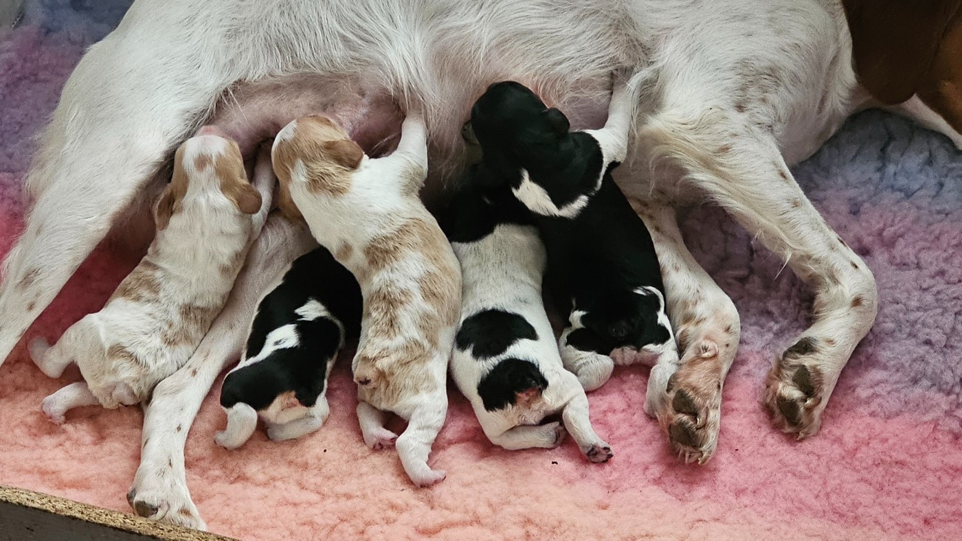 Naissance des chiots de Triskell