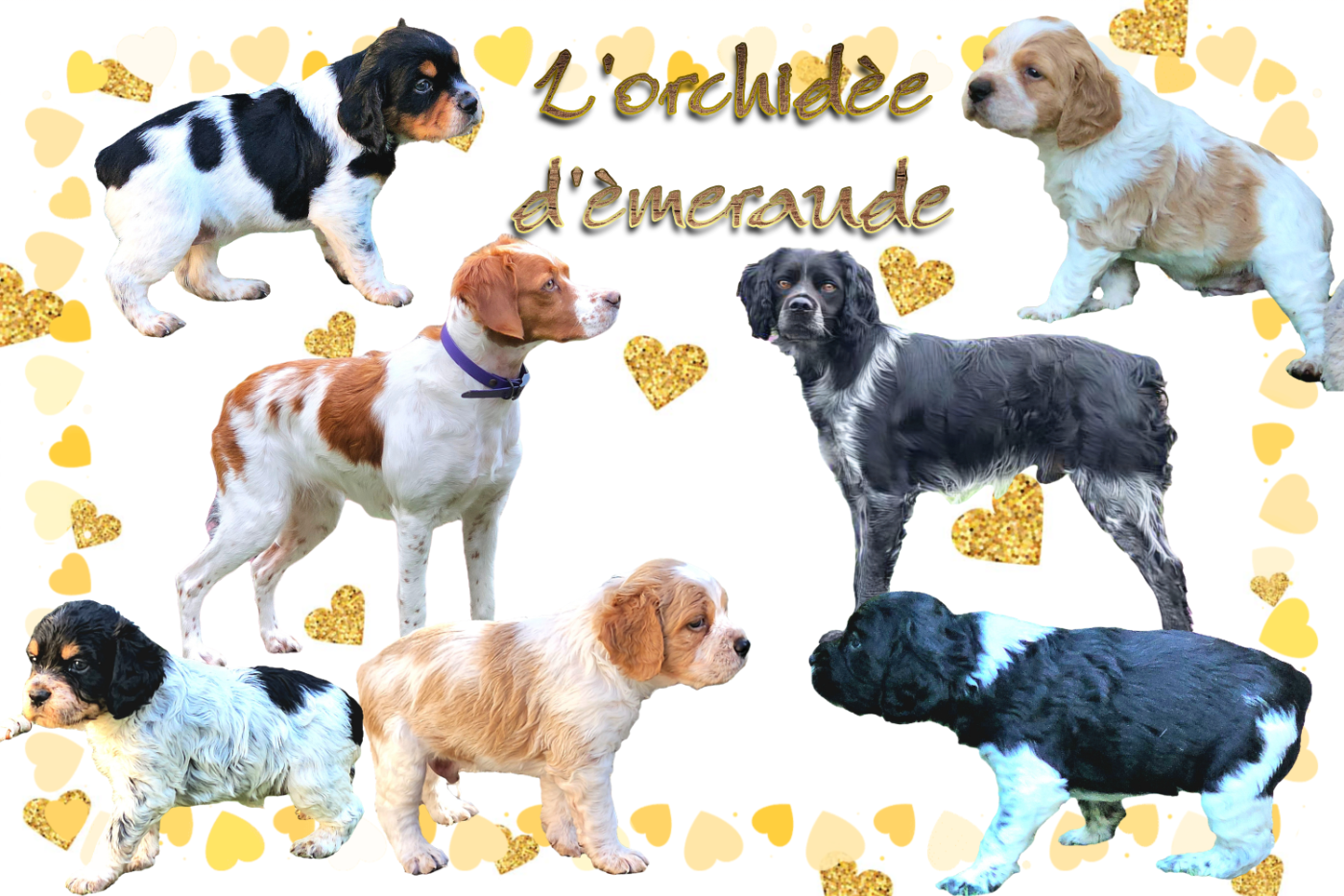 Naissance des chiots de Triskell