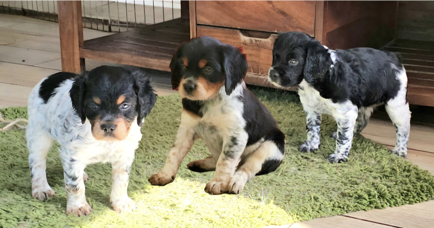 Trois femelles disponibles.