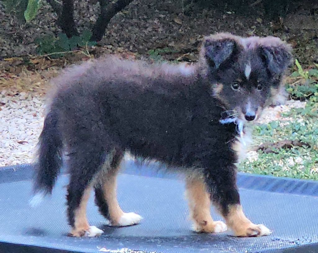 de l'Orchidée d'émeraude - Chiot tricolore disponible.