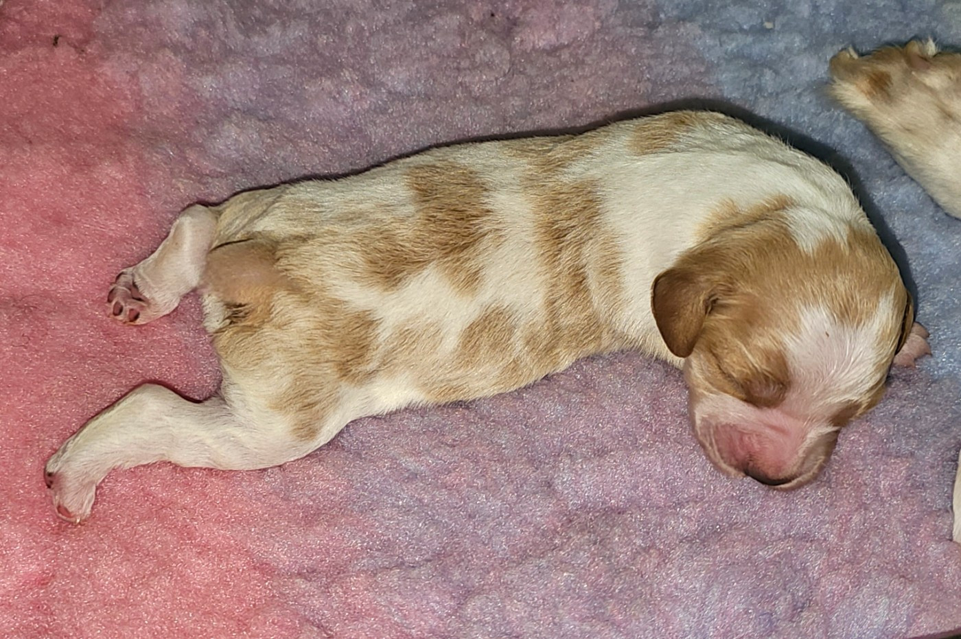 de l'Orchidée d'émeraude - Chiots disponibles - Epagneul Breton