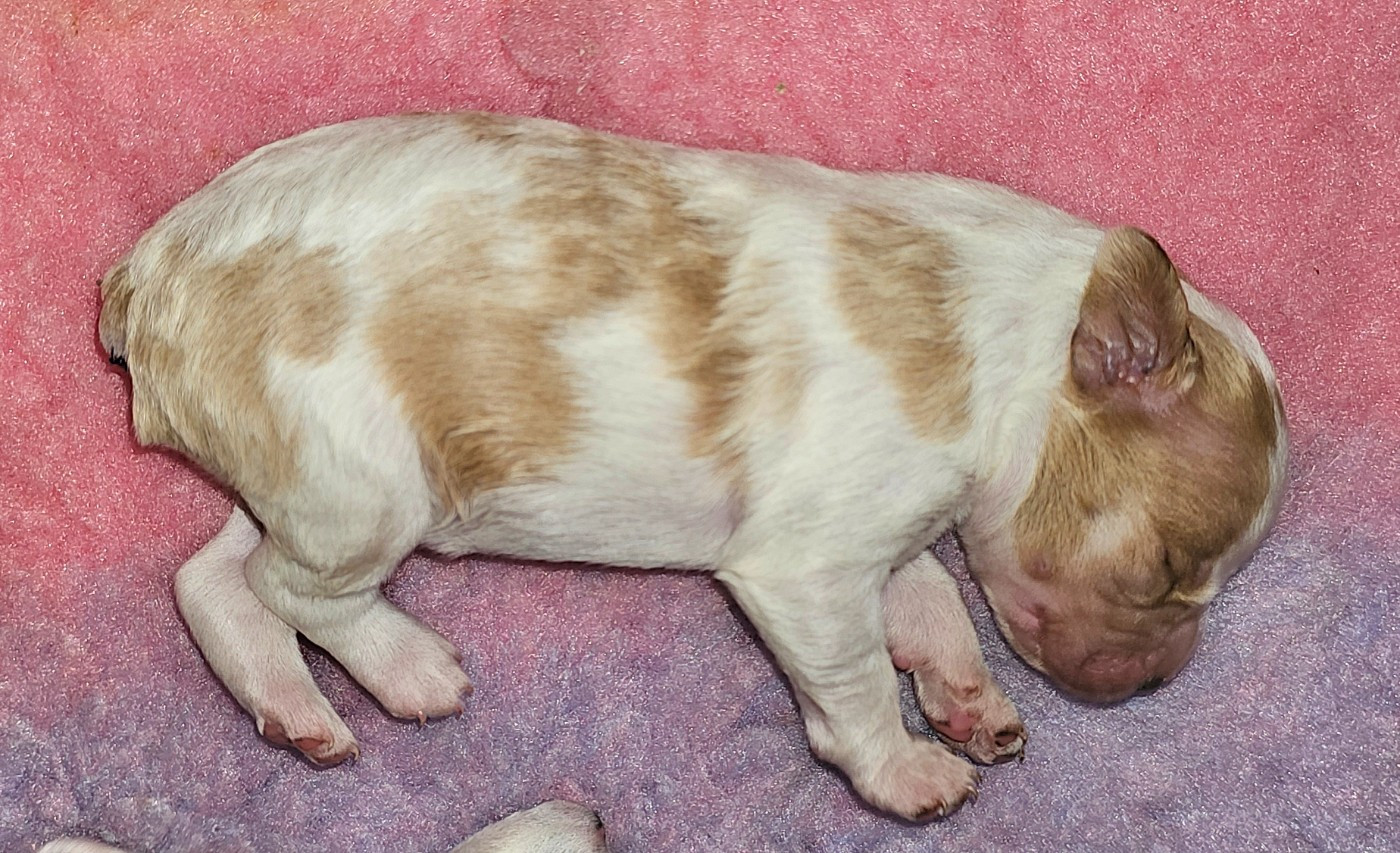de l'Orchidée d'émeraude - Chiots disponibles - Epagneul Breton