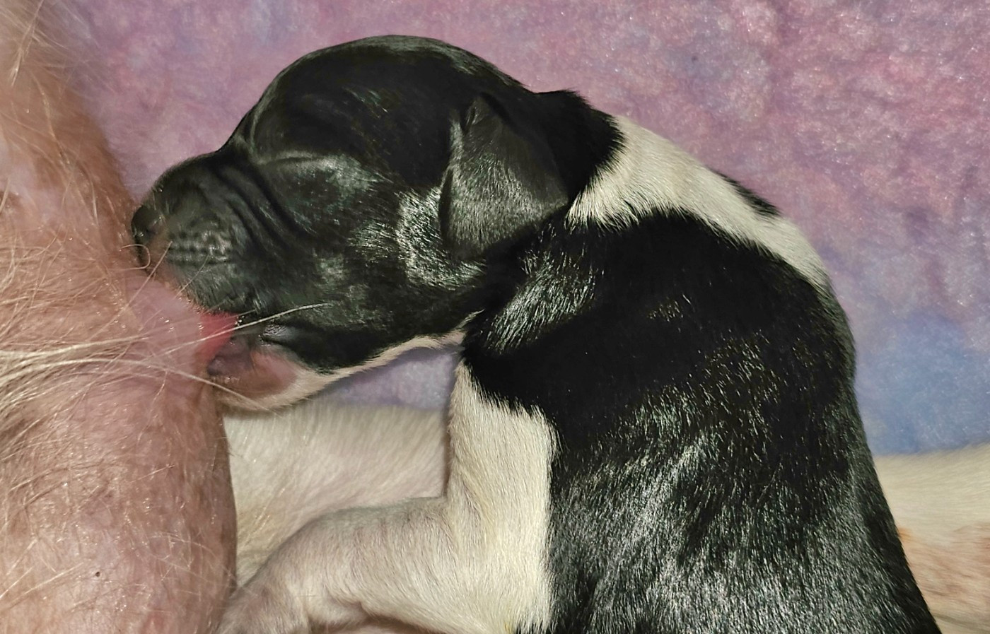 de l'Orchidée d'émeraude - Chiots disponibles - Epagneul Breton