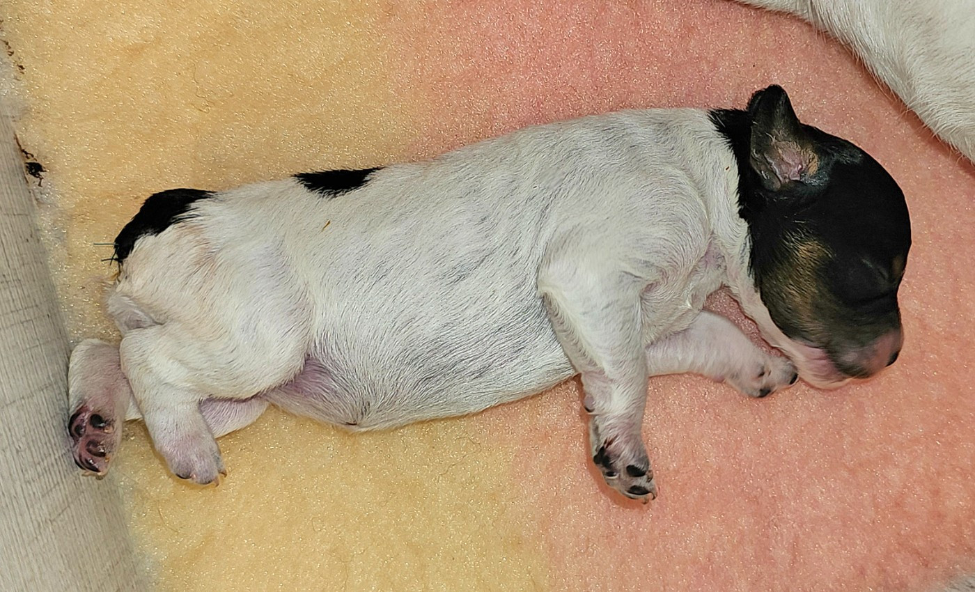 de l'Orchidée d'émeraude - Chiots disponibles - Epagneul Breton