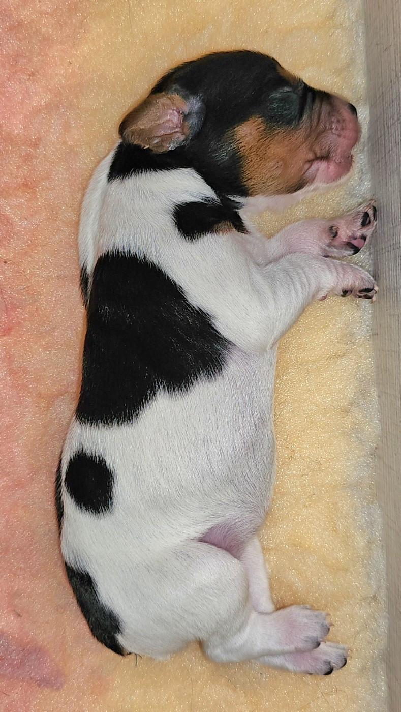 de l'Orchidée d'émeraude - Chiots disponibles - Epagneul Breton