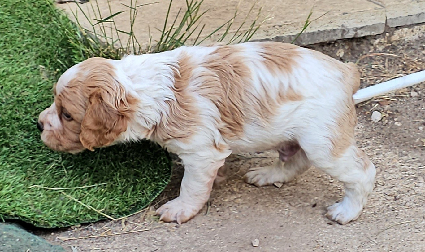 de l'Orchidée d'émeraude - Chiots disponibles - Epagneul Breton