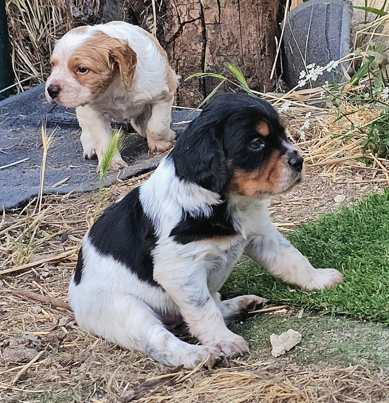 de l'Orchidée d'émeraude - Chiots disponibles - Epagneul Breton