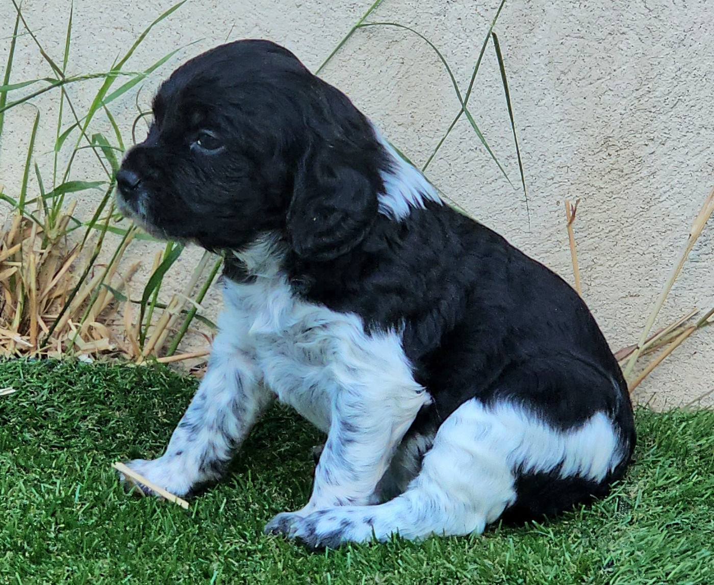 de l'Orchidée d'émeraude - Chiots disponibles - Epagneul Breton