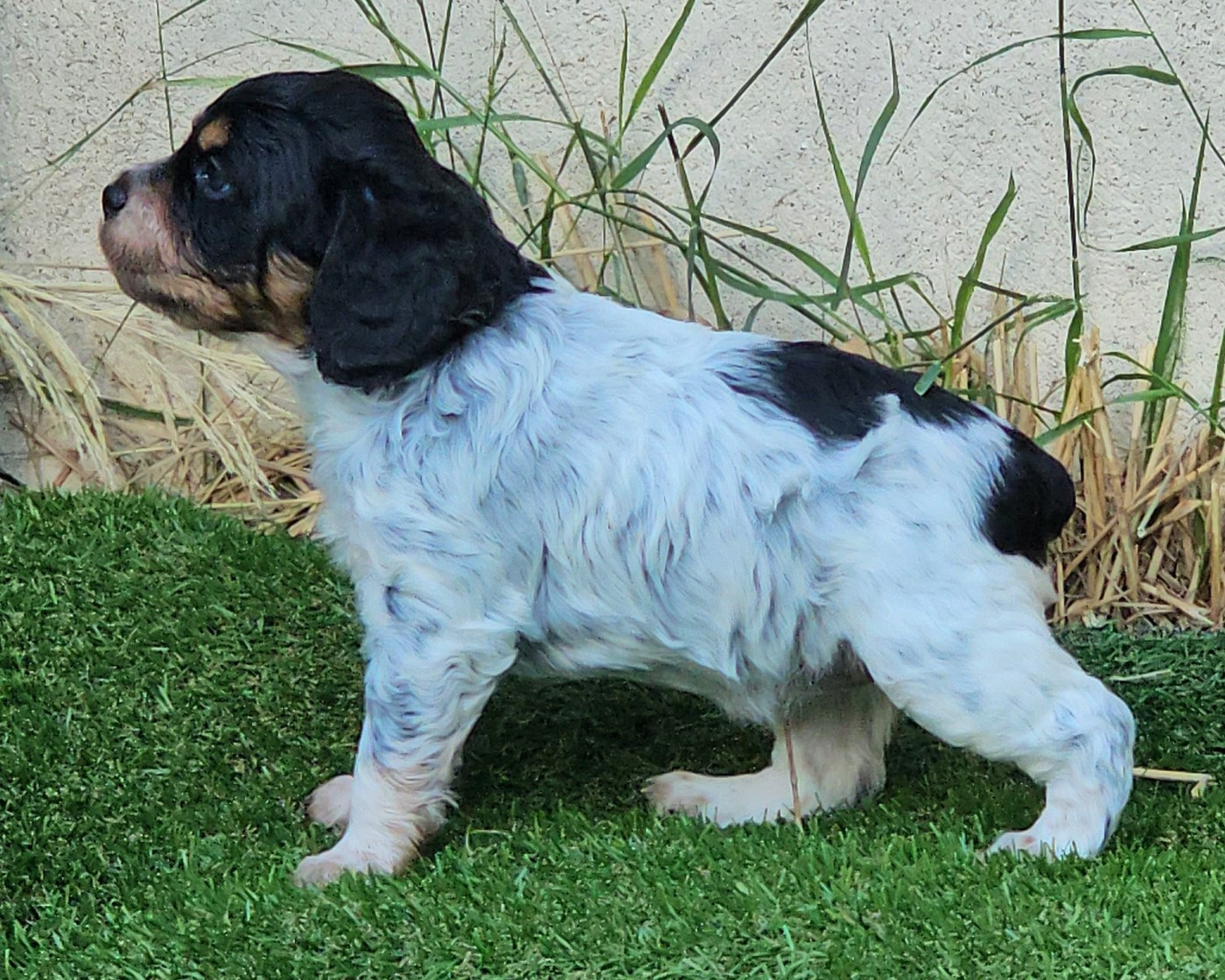de l'Orchidée d'émeraude - Chiots disponibles - Epagneul Breton