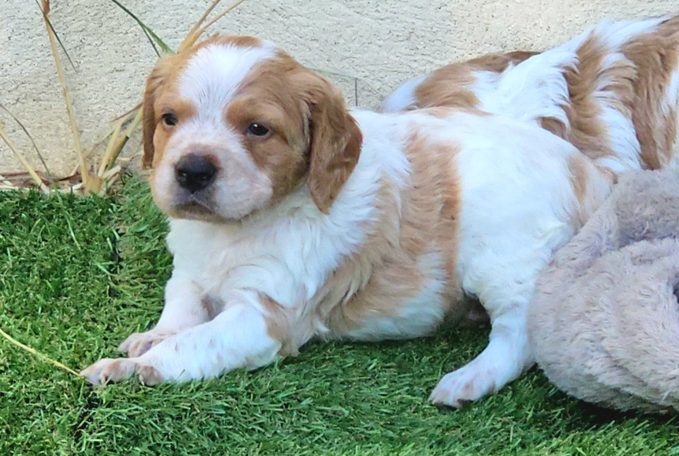 de l'Orchidée d'émeraude - Chiots disponibles - Epagneul Breton