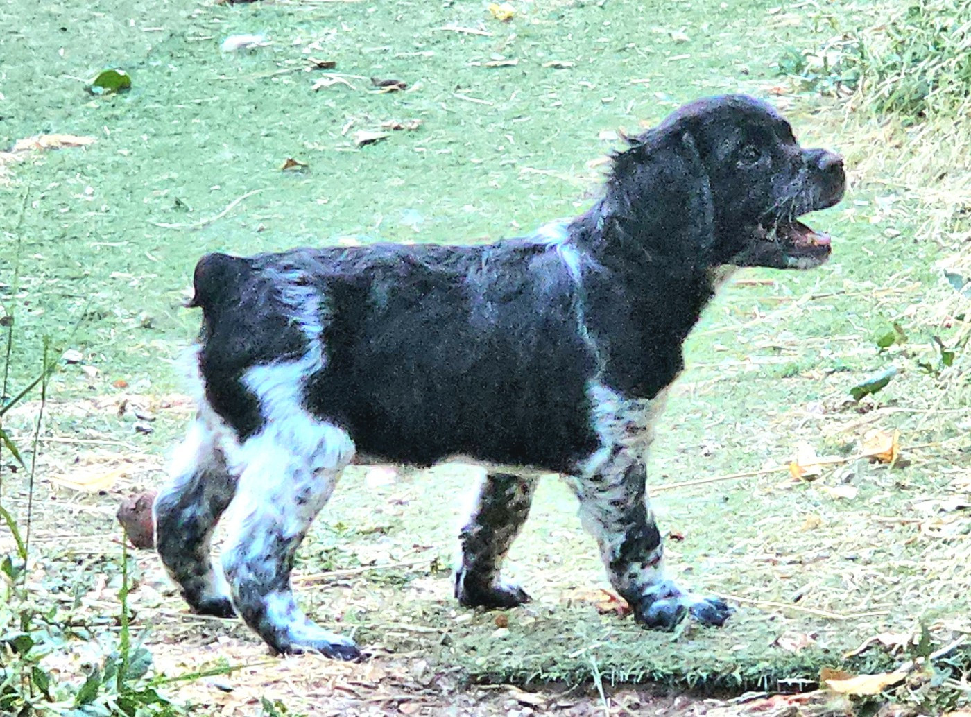 de l'Orchidée d'émeraude - Chiots disponibles - Epagneul Breton