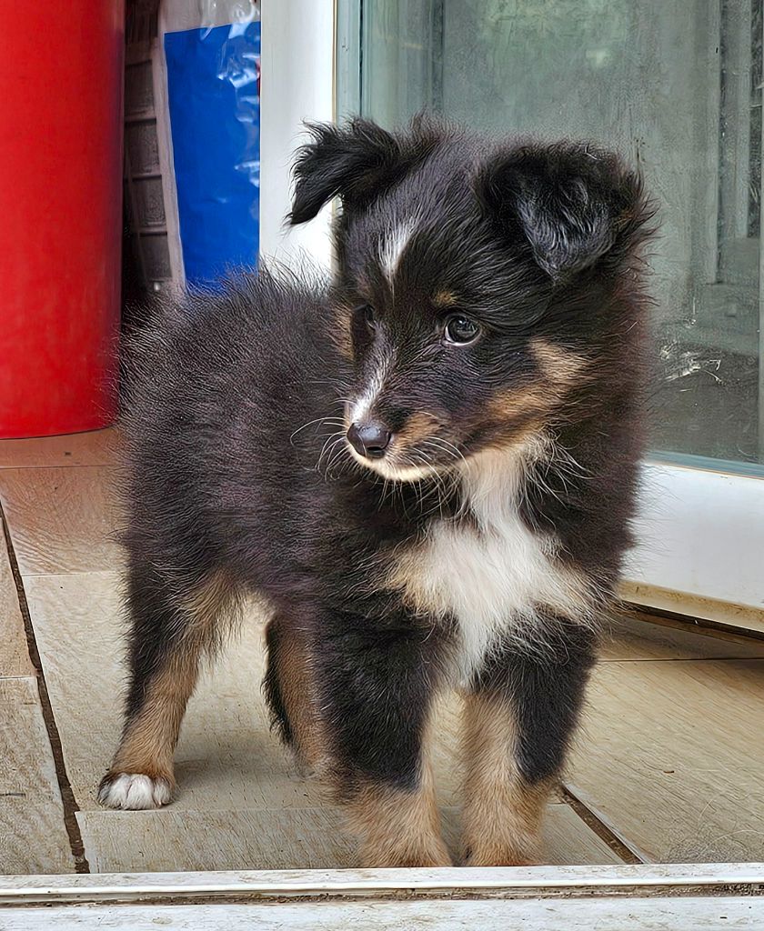 de l'Orchidée d'émeraude - Chiots disponibles - Shetland Sheepdog