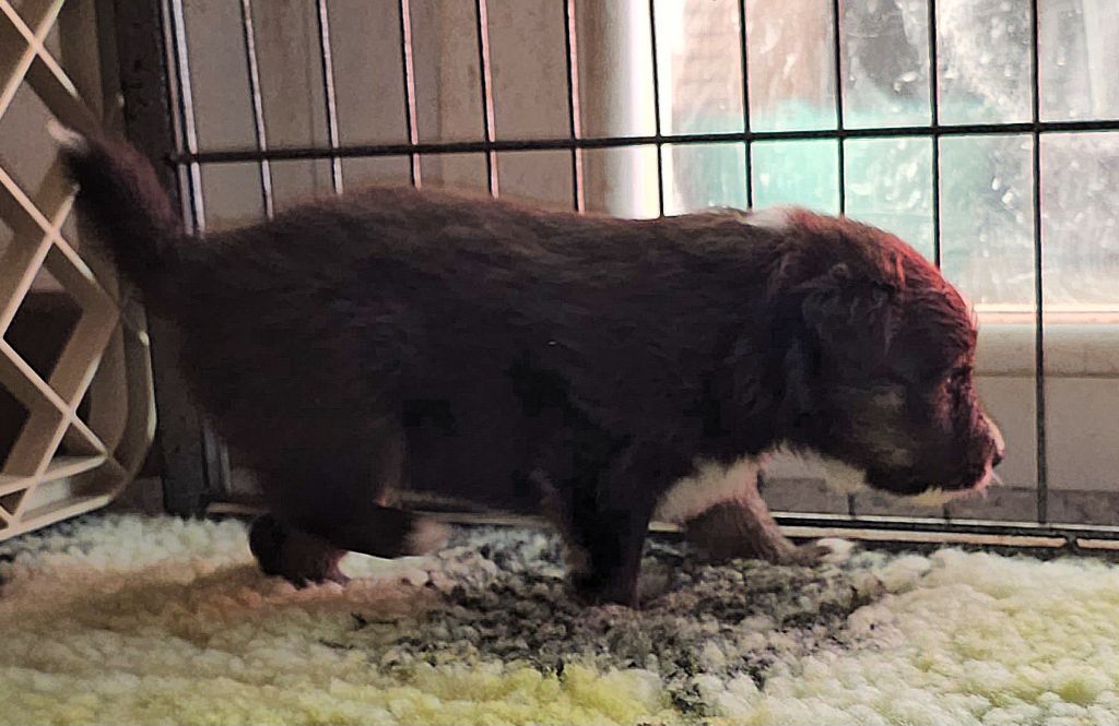 de l'Orchidée d'émeraude - Chiots disponibles - Shetland Sheepdog
