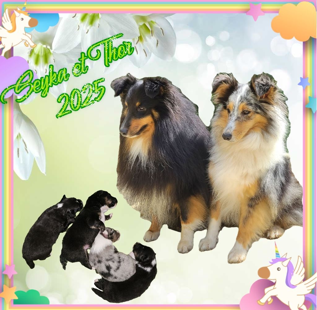de l'Orchidée d'émeraude - Shetland Sheepdog - Portée née le 04/06/2025